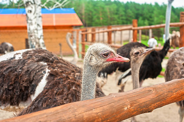 Image showing ostriches in sunny day
