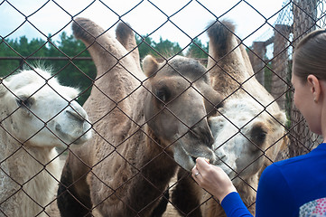 Image showing woman feeding camels