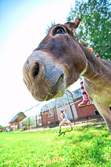 Image showing Donkey closeup portrait 