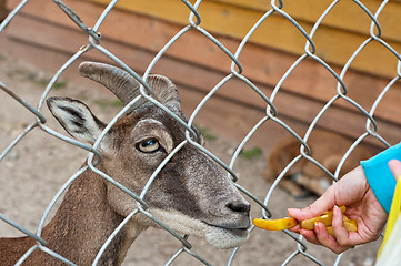 Image showing feeding goat at farm