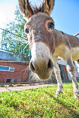 Image showing Donkey closeup portrait 