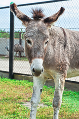 Image showing Donkey closeup portrait 
