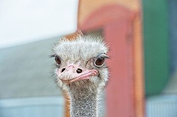 Image showing Portrait of an ostrich