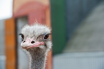 Image showing Portrait of an ostrich