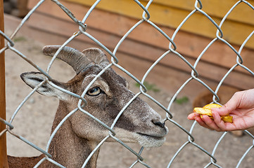 Image showing feeding goat at farm