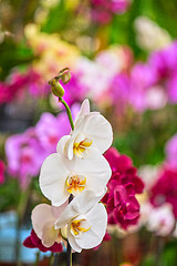 Image showing pink orchids at botanical