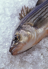 Image showing Striped Bass