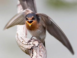 Image showing Young Swallow
