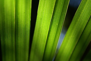 Image showing leaf of the palm