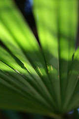 Image showing leaf of the palm