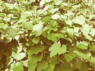 Image showing Retro looking Foliage