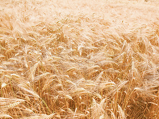 Image showing Retro looking Barleycorn field