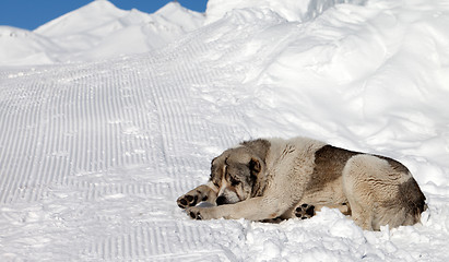 Image showing Dog sleeping on snow