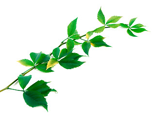 Image showing Twig of grapes leaves (Parthenocissus quinquefolia foliage)