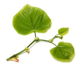 Image showing Green linden-tree leafs on white background.