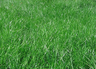 Image showing green grass blades