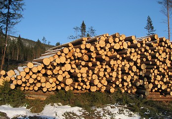 Image showing Lot of timber