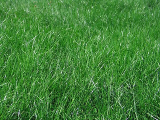 Image showing green grass blades