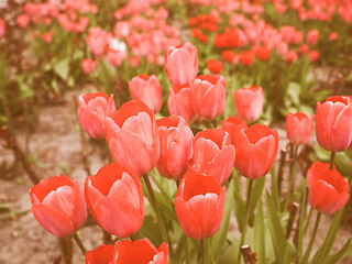 Image showing Retro looking Tulips