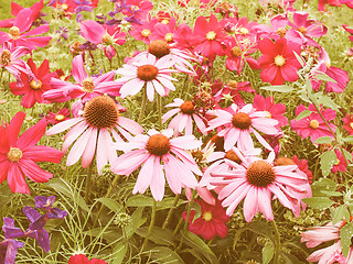 Image showing Retro looking Daisy flower