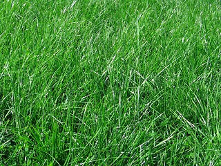 Image showing green grass blades