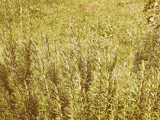 Image showing Retro looking Rosemary plant