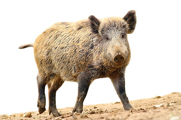 Image showing isolated walking wild boar