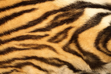 Image showing closeup on real tiger fur