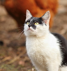 Image showing curious kitten portrait
