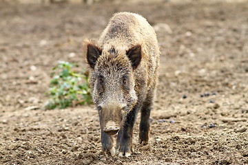 Image showing wild boar looking towards camera