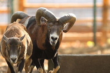 Image showing mouflon ram in rut