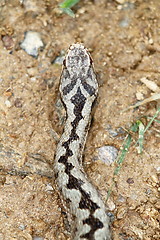 Image showing detail on head pattern of common adder