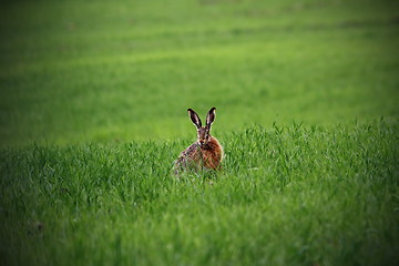 Image showing wild hare in green field
