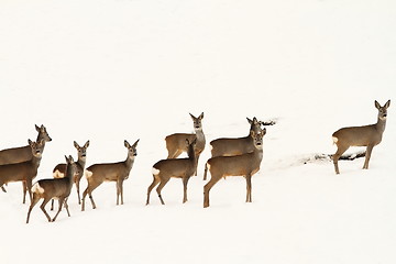 Image showing big herd of roe deers