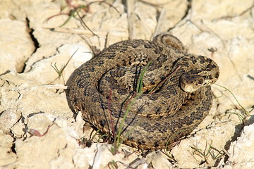 Image showing the rare meadow adder in its habitat