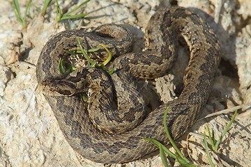 Image showing male meadow adder in natural habitat