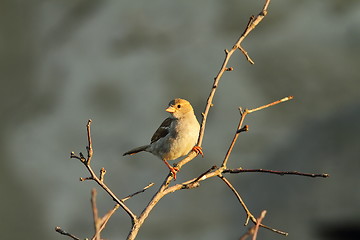 Image showing female passer domesticus on twig