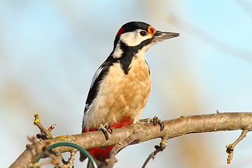 Image showing great spotted woodpecker on branch