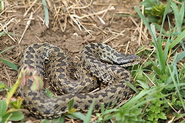 Image showing orsini viper in natural habitat