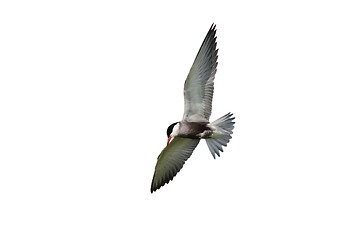 Image showing common tern in flight over white