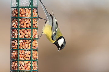 Image showing great tit on peanut garden feeder