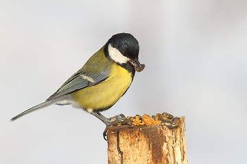 Image showing great tit eating sunflower seed