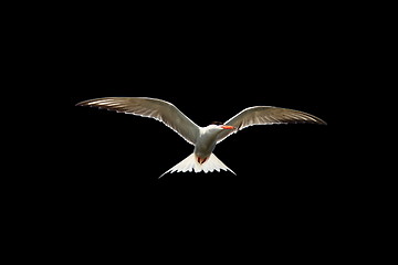 Image showing common tern in flight isolated on black