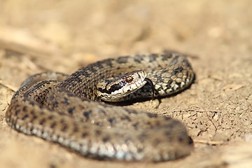 Image showing male meadow viper in defensive position