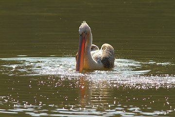 Image showing juvenile great pelican on pond