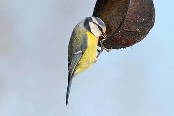 Image showing blue tit hanging on lard feeder