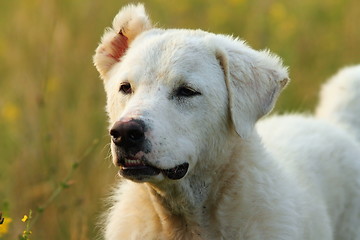 Image showing outdoor portrait of romanian white shepherd dog