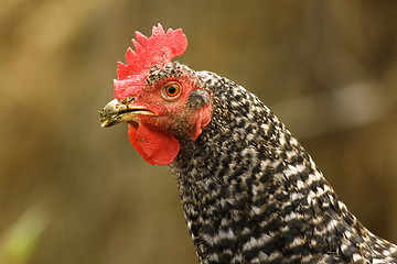 Image showing close up of mottled hen