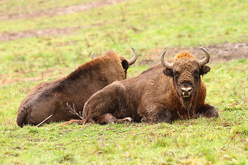 Image showing european bisons on green lawn