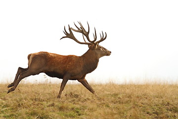 Image showing beautiful red deer stag running